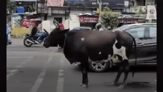 Pune Police’s Witty Take On Traffic Rules With Video Of Cow Waiting At Red Light Goes Viral